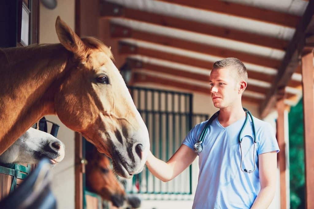 Equine Veterinary Practice Design