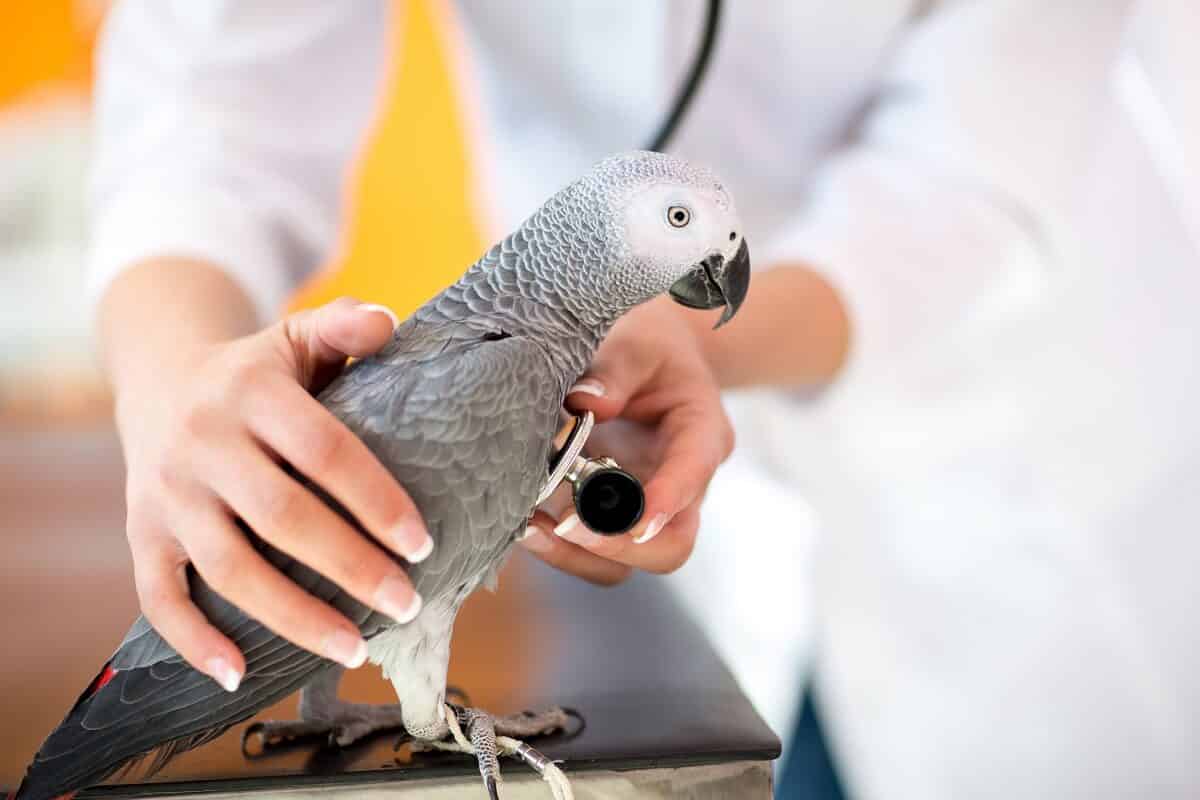 Treating birds at your vet practice