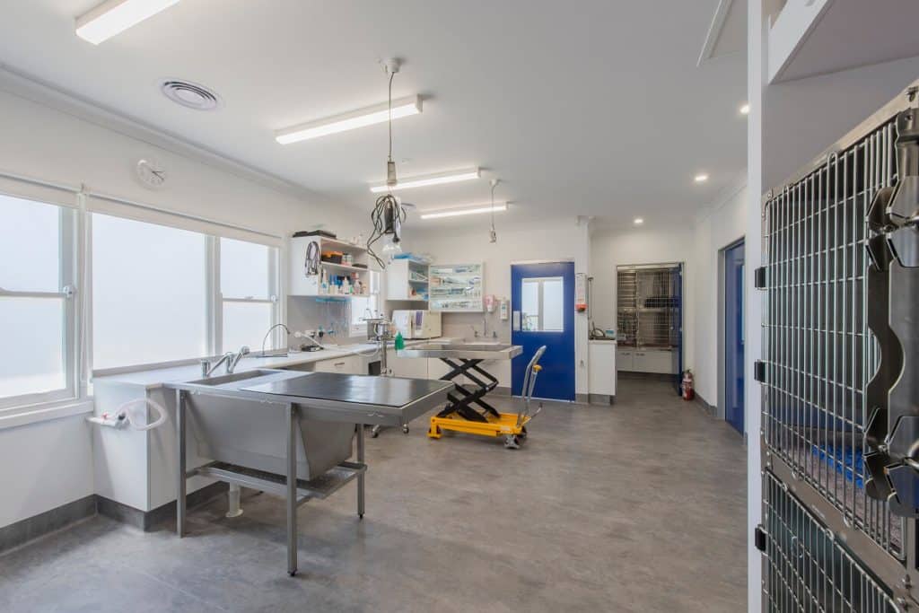 Natural light in this vet practice treatment room