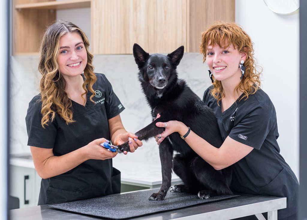 Vet assistants with dog